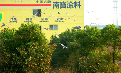 昆山开发区：数千鹭鸟“安家”开发区南宝公司