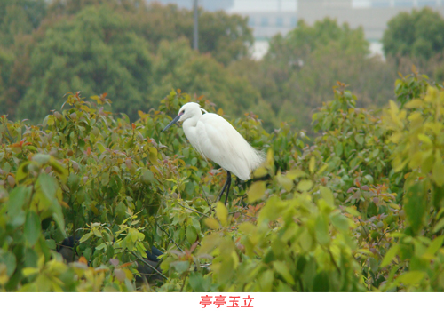 大自然的“挚邻”再次归家南宝